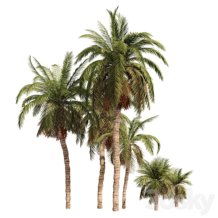 6 Arbian Date Palm Trees 3D Model