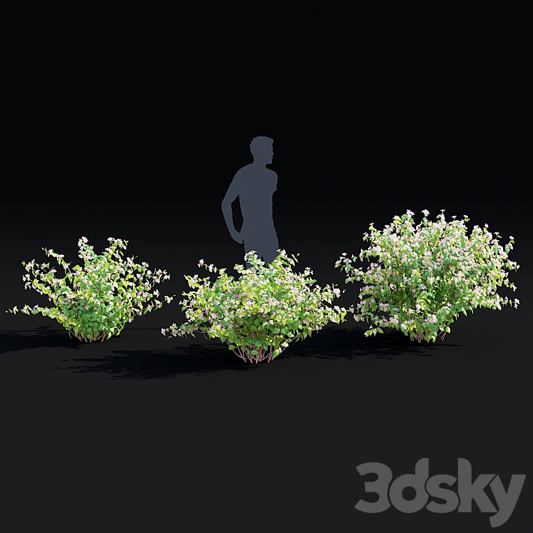 Weigela blooming 3 bush | Weigela florida 3DS Max Model - thumbnail 2