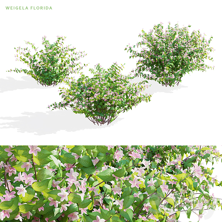 Weigela blooming 3 bush | Weigela florida 3D Model