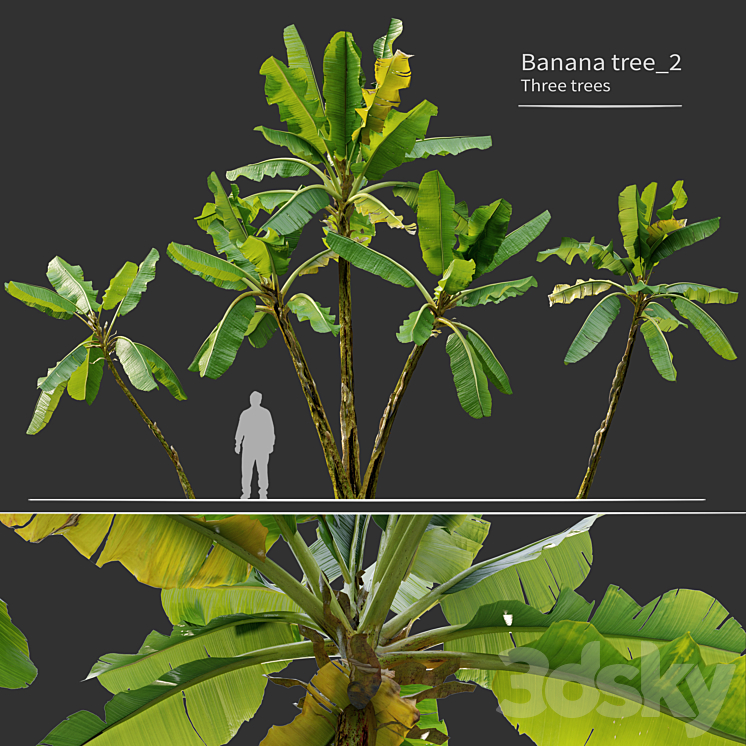 Banana tree_02 3D Model