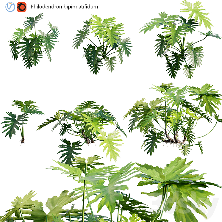 Philodendron bipinnatifidum – Philodendron selloum Split 02 3DS Max - thumbnail 1