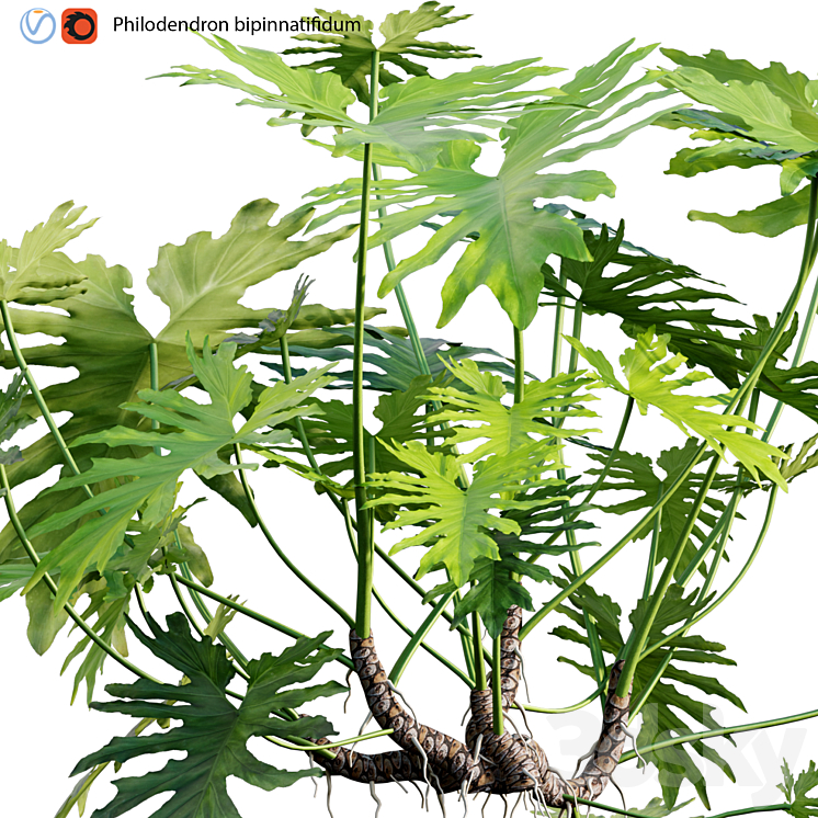 Philodendron bipinnatifidum – Philodendron selloum Split 02 3DS Max - thumbnail 2