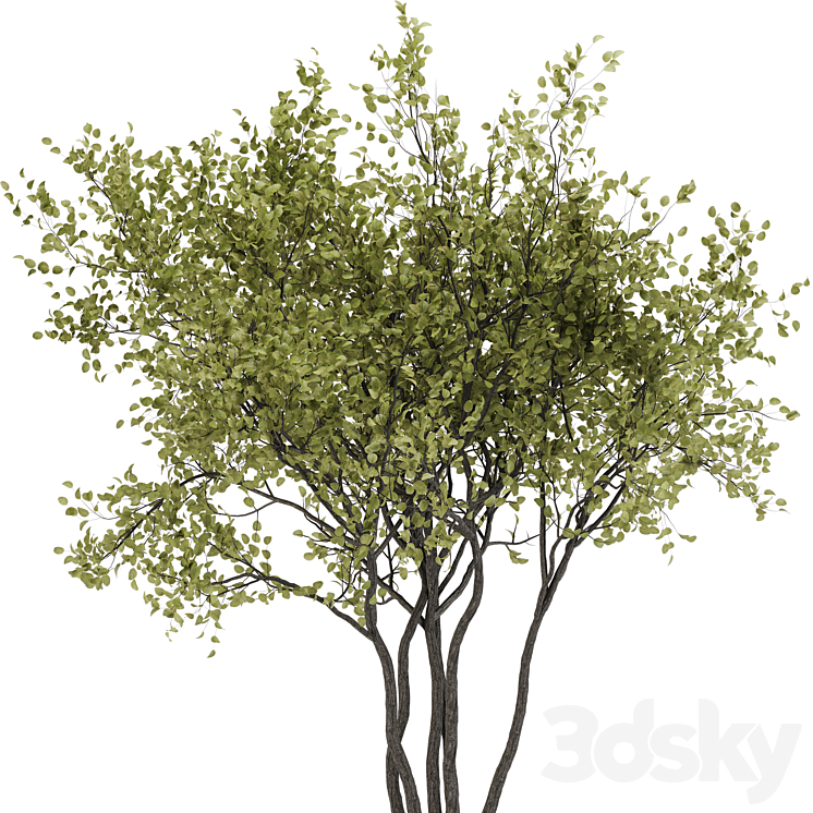 indoor plant set 31 3D Model