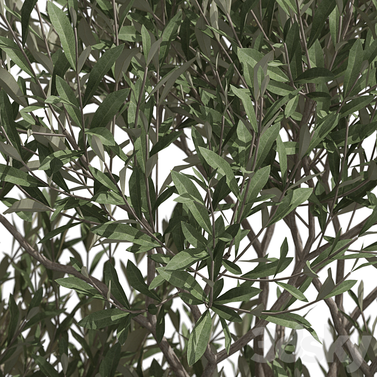 Plants collection 723 3DS Max Model - thumbnail 2