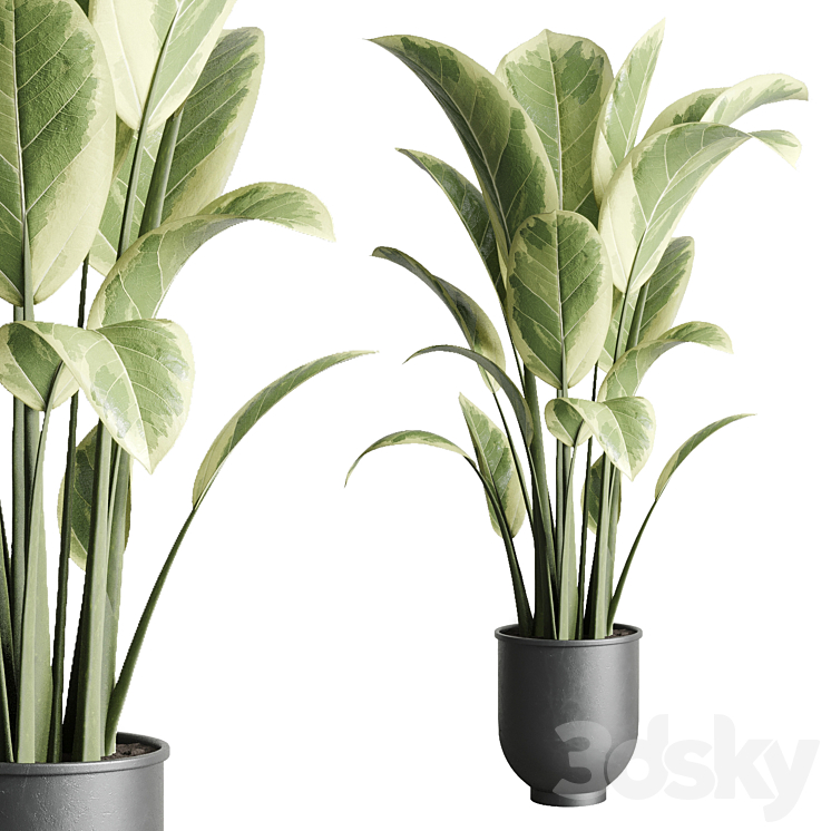 ficus elastica pot Indoor outdoor plant 229 concrete 3DS Max - thumbnail 1