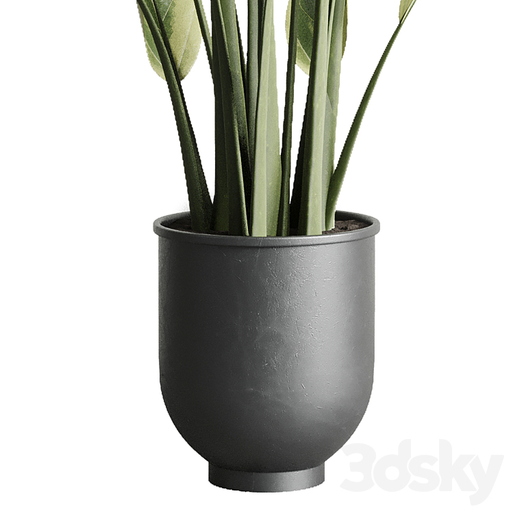 ficus elastica pot Indoor outdoor plant 229 concrete 3DS Max - thumbnail 2