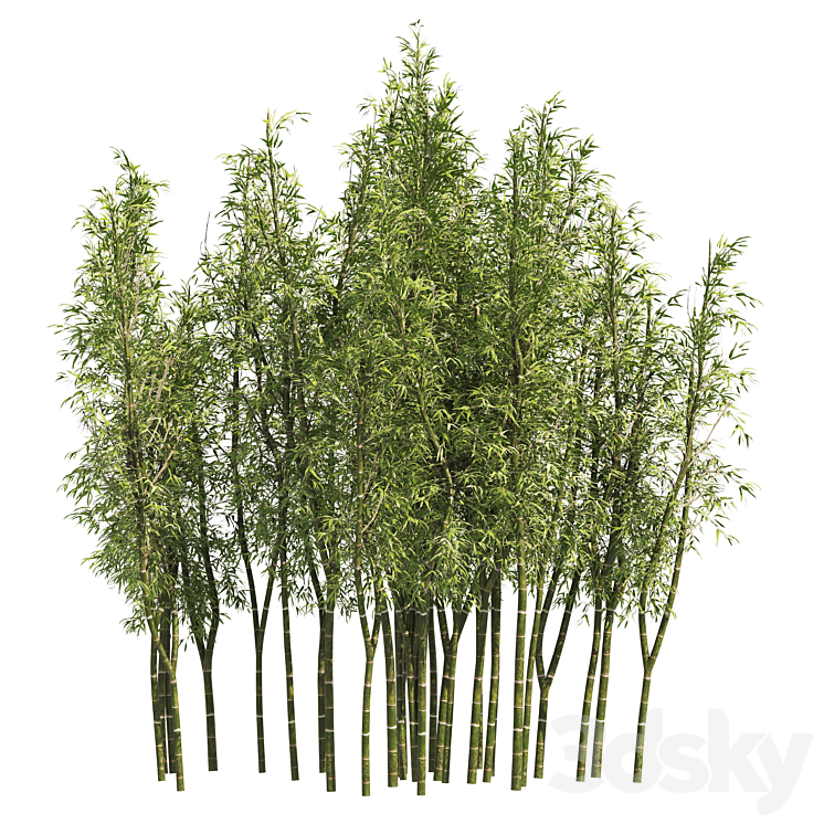 2 Bamboo Clusters 3DS Max - thumbnail 2