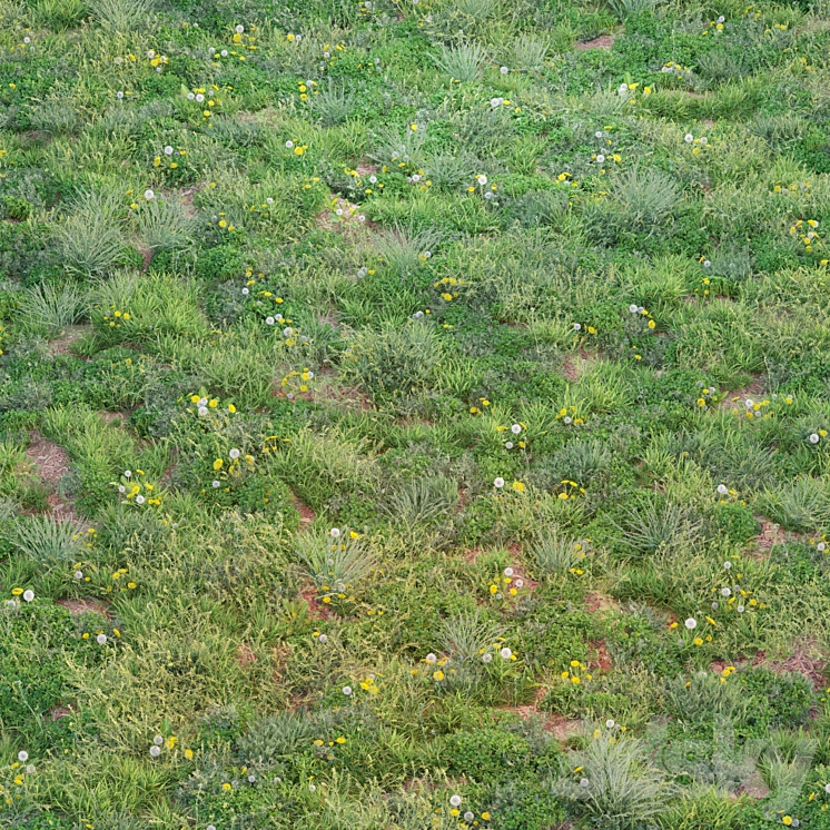 spring summer grass 3D Model Free