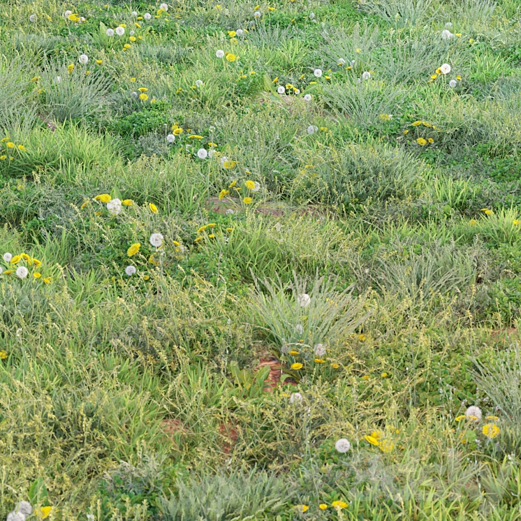 spring summer grass 3D Model