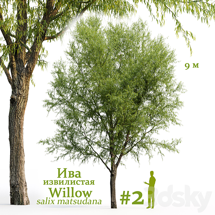 Willow / Salix matsudana #2 3D Model