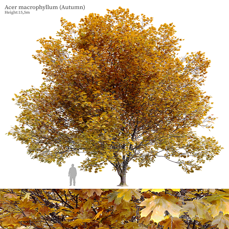 Acer macrophyllum (autumn) 3DS Max Model - thumbnail 1