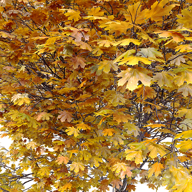 Acer macrophyllum (autumn) 3DS Max Model - thumbnail 2