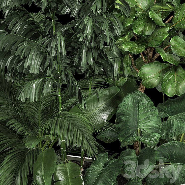 A collection of plants from a thicket of a home garden of palm strelitzia flowerpot ficus lirata. 1113. 3D Model