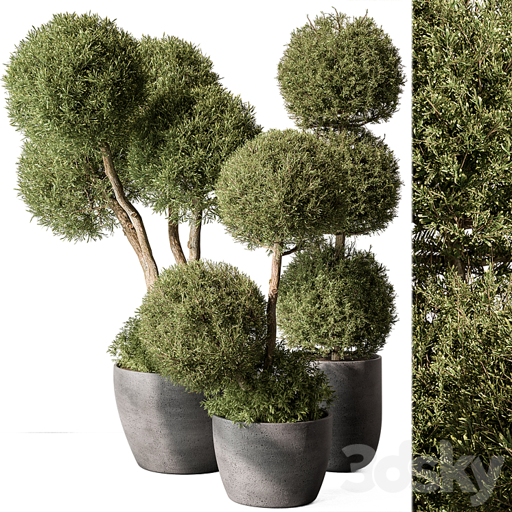 Outdoor Plant Set 414 – Topiary Ball Plant in Pot (Vray) 3DS Max - thumbnail 1