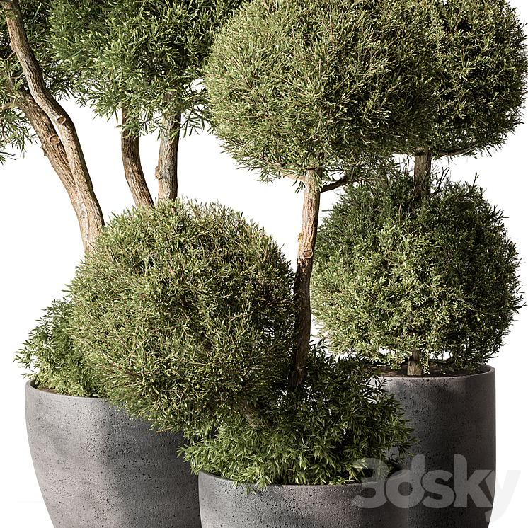 Outdoor Plant Set 414 – Topiary Ball Plant in Pot (Vray) 3DS Max - thumbnail 2
