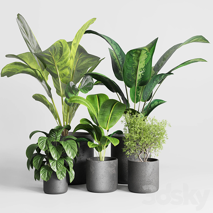 Collection indoor plant 236 plant ficus rubbery ficus lyrata concrete vase 3DS Max Model - thumbnail 1
