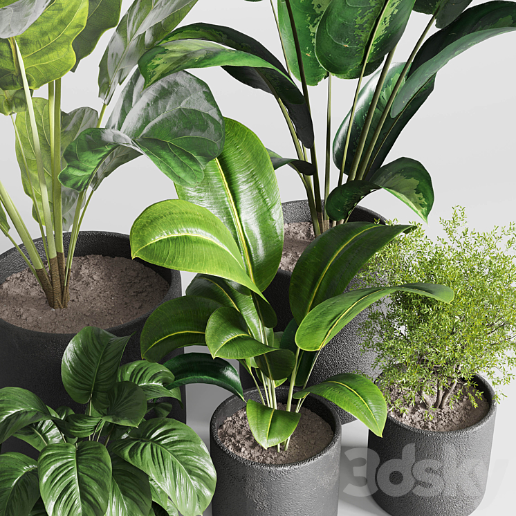 Collection indoor plant 236 plant ficus rubbery ficus lyrata concrete vase 3DS Max Model - thumbnail 2