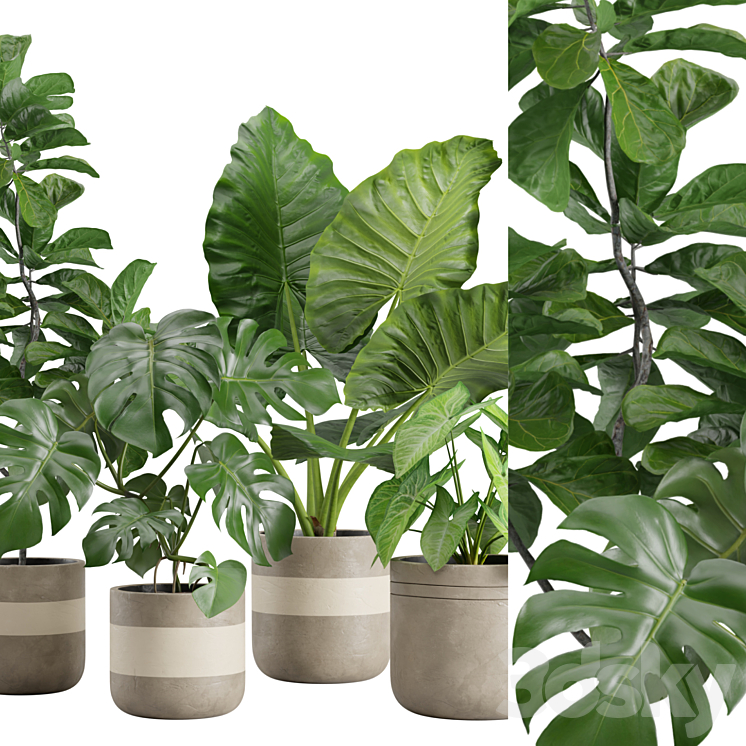 Indoor Plant Pack 21 3DS Max Model - thumbnail 2
