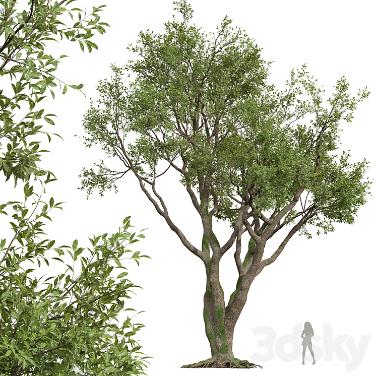 New Plant High detail Angel Oak Live Tree 3D Model