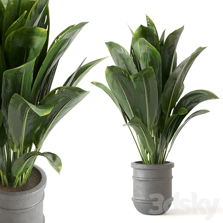 Indoor Plants Collection – Set 412 3DS Max Model - thumbnail 1
