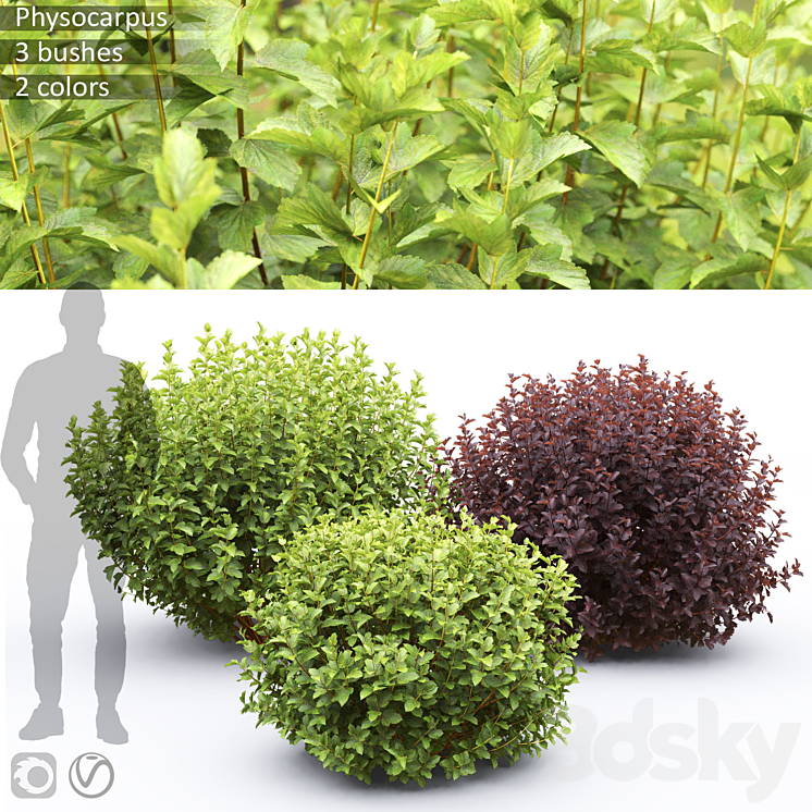 Physocarpus 3D Model