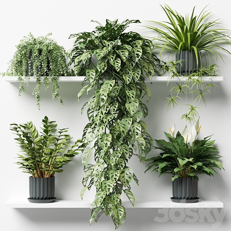 Plants on a shelf in ribbed pots 3DS Max - thumbnail 1