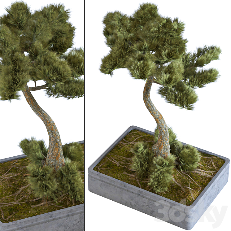 indoor palant decor bonsai vol 08 3DS Max - thumbnail 1