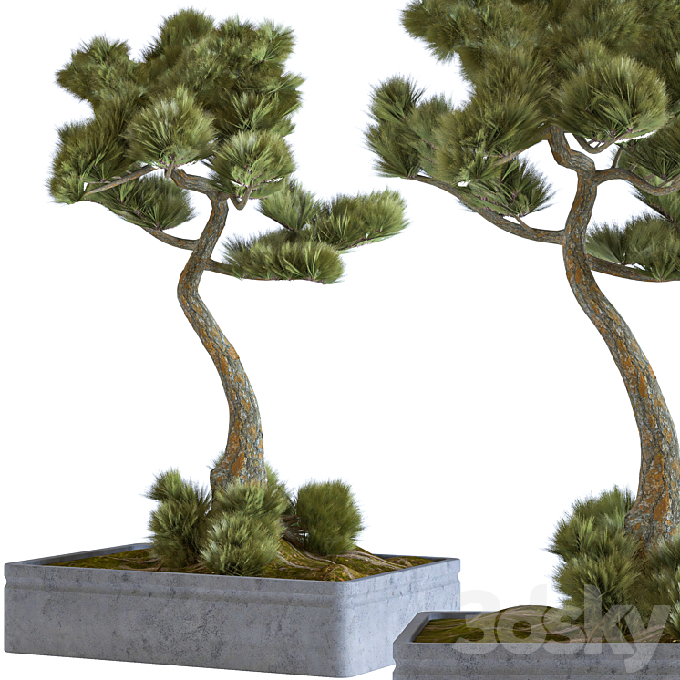 indoor palant decor bonsai vol 08 3DS Max - thumbnail 2