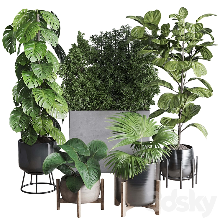 Collection indoor plant 251 ficus lyrata monstera palm in a wooden and metal pot 3DS Max - thumbnail 1
