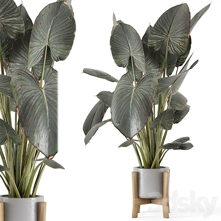 Indoor Plants in rusty Concrete Pot on Wooden Base – Set 890 3DS Max Model - thumbnail 1