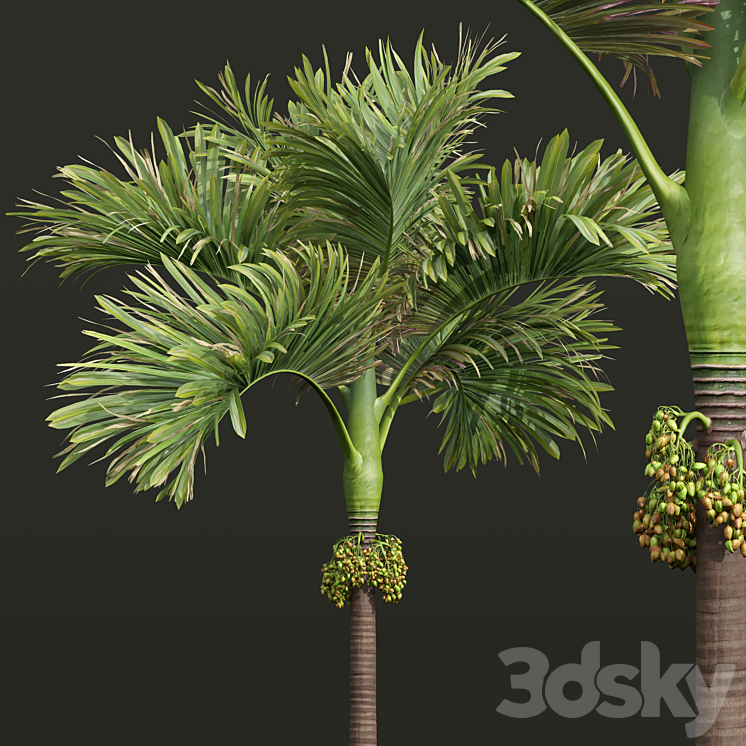 Acoelorrhaphe Wrightii and Borassus Flabellifer and Areca Catechu Decorative Garden Fruit 3DS Max Model - thumbnail 2