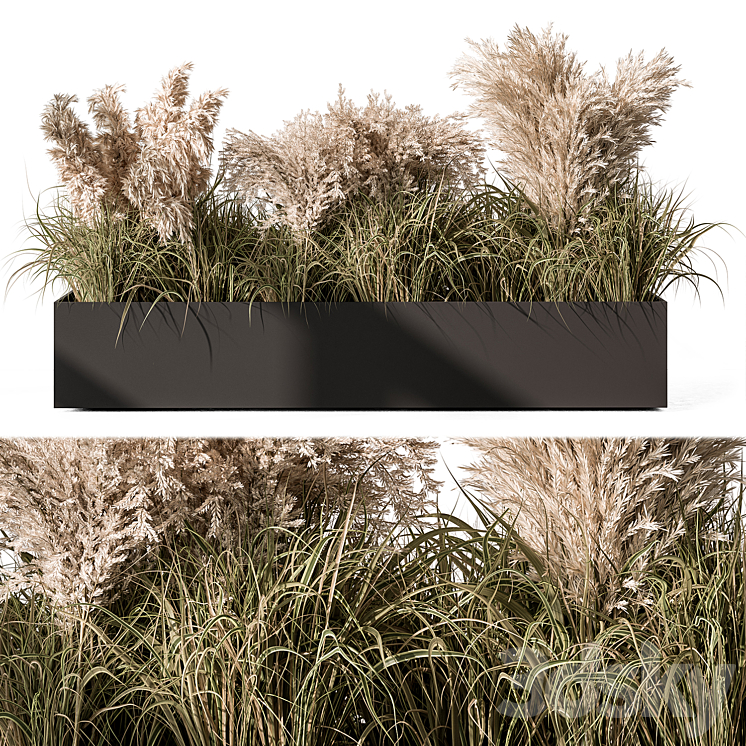 Pampas Plants – Outdoor Plants Set 433 3D Model