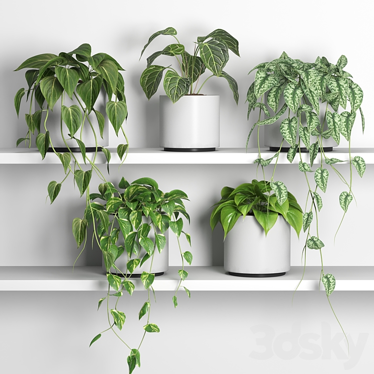 plants on shelf 04 3DS Max Model - thumbnail 1