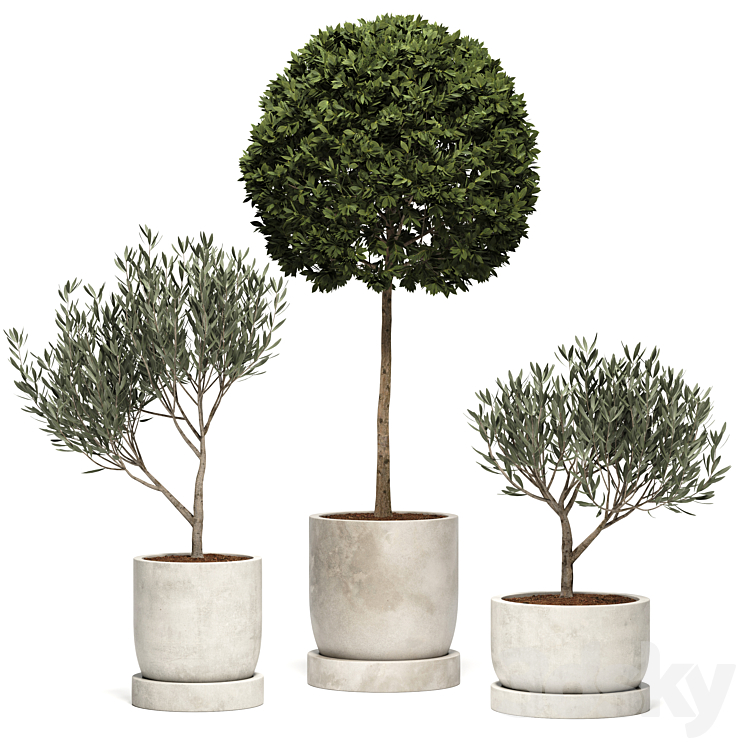 Ramin_Tree_01 Free Download