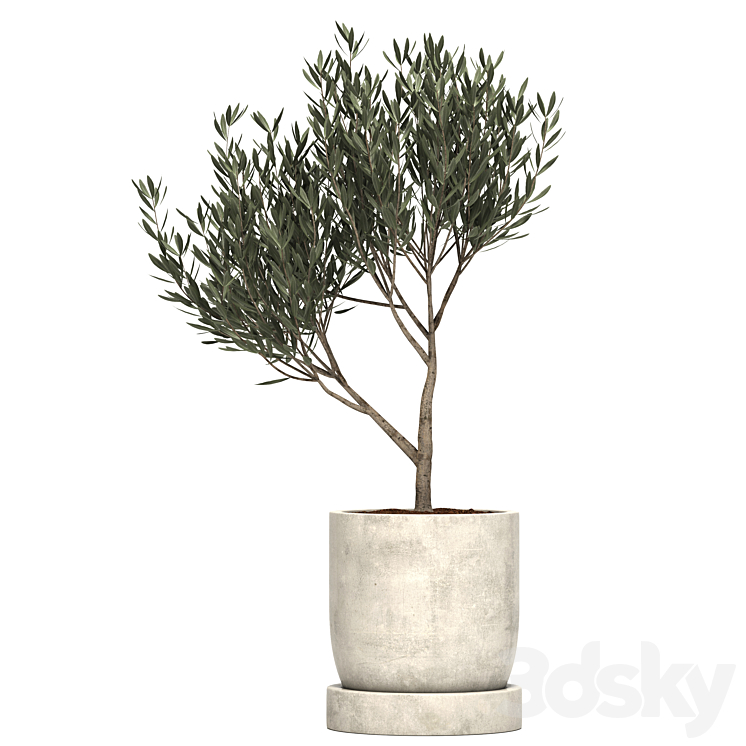 Ramin_Tree_01 3D Model Free
