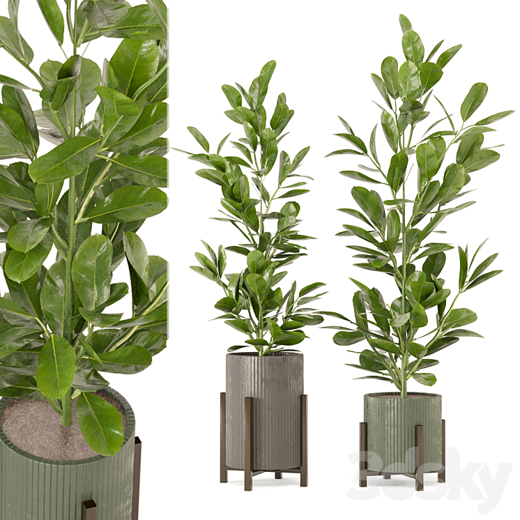 Indoor Plants Collection – Set 462 3DS Max - thumbnail 1