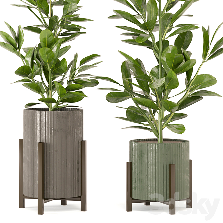 Indoor Plants Collection – Set 462 3DS Max - thumbnail 2