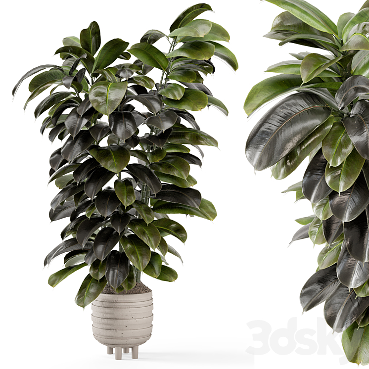 Indoor Plants In Concrete Pots – Set 953 3DS Max Model - thumbnail 1