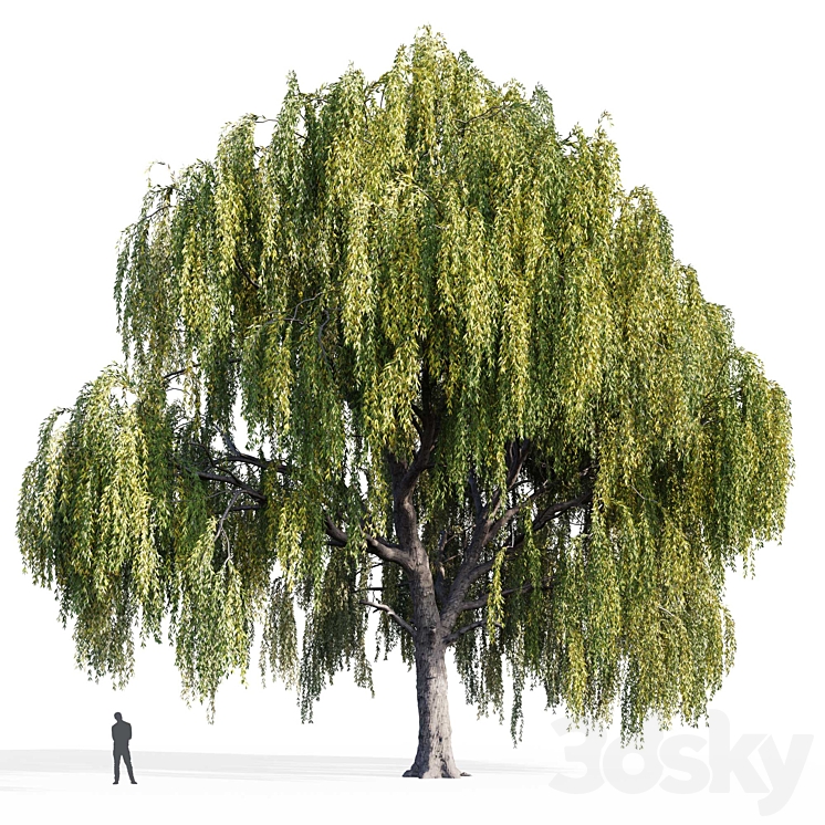 Willow (Salix Willow) 3D Model