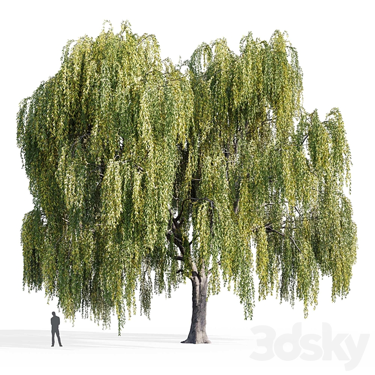 Willow (Salix Willow) 3DS Max - thumbnail 2