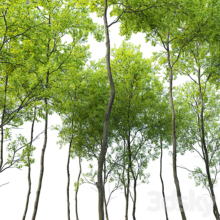 Forest trees set 04 3DS Max Model - thumbnail 2