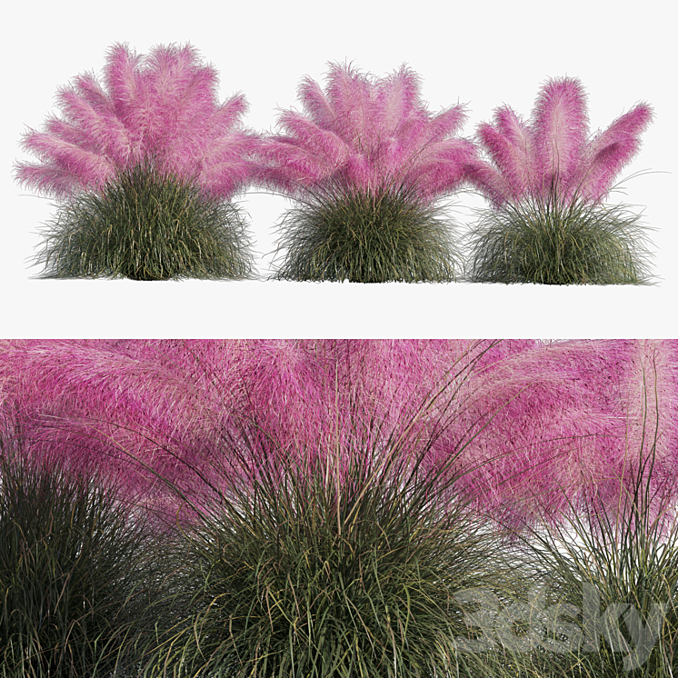 Muhlenbergia Capillaris – Pink Muhly Grass 3D Model