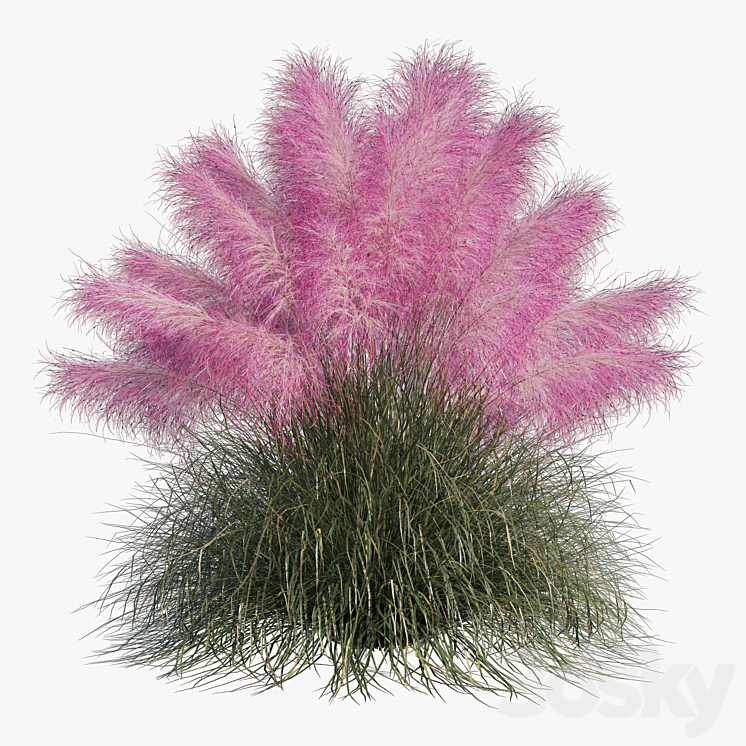 Muhlenbergia Capillaris – Pink Muhly Grass 3DS Max Model - thumbnail 2