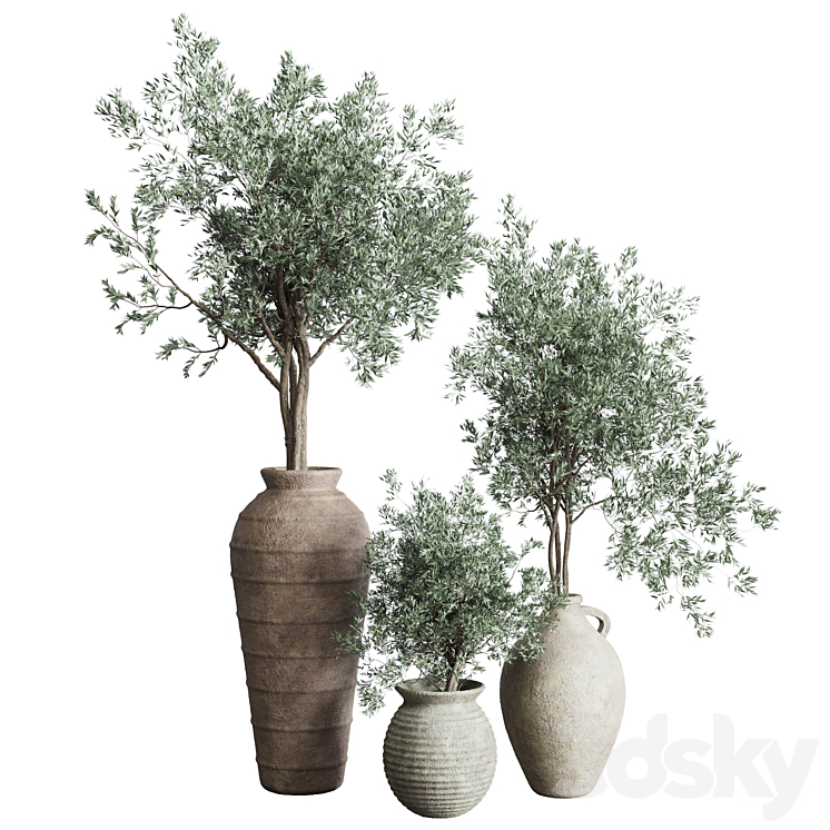 Olive tree in an old earthenware vase indoor collection 278 - Indoor ...