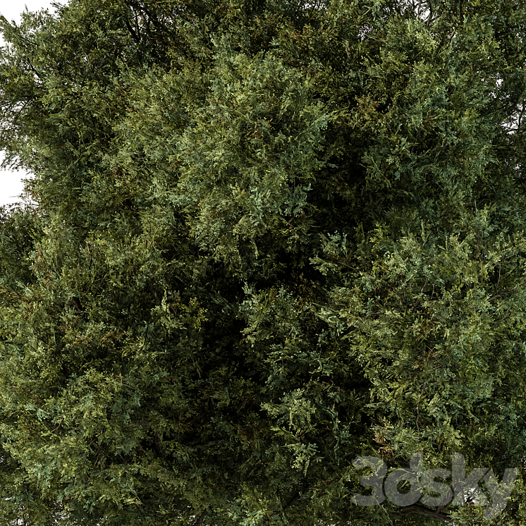 Tree Green Maple – Set 99 3DS Max Model - thumbnail 2