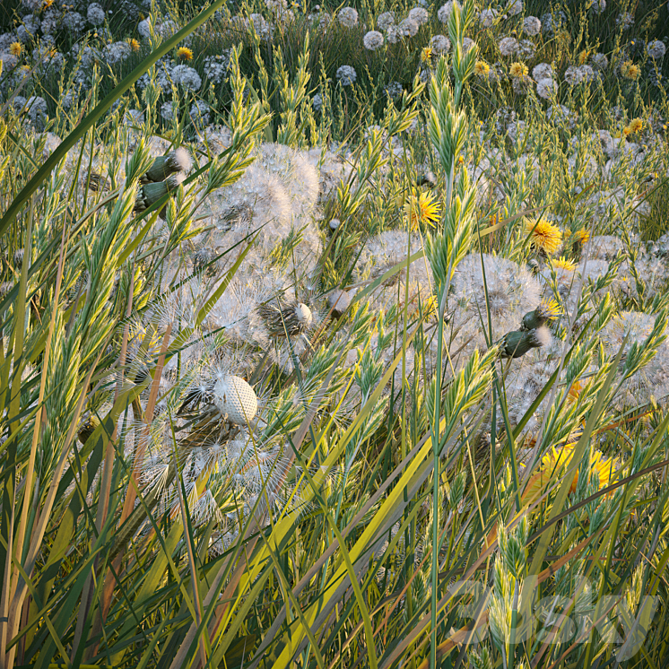 Spring summer field grass with white and yellow dandelions 3DS Max Model - thumbnail 2