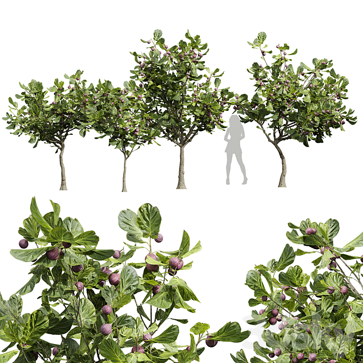 New Plant High detail Ficus Carica Feige Fig 3D Model