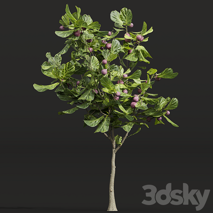 New Plant High detail Ficus Carica Feige Fig 3DS Max Model - thumbnail 2