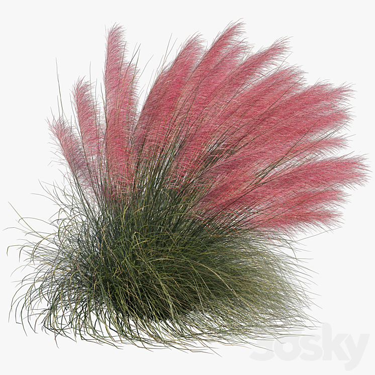 Muhlenbergia Capillaris – Pink Muhly Grass 04 3DS Max Model - thumbnail 2