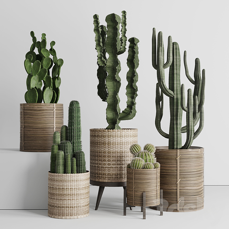 Cactus in basket 3DS Max - thumbnail 1